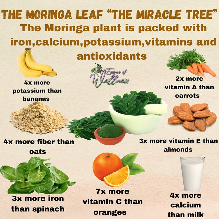 Moringa Powder Capsules, Moringa Plants  - Essence of Wellness